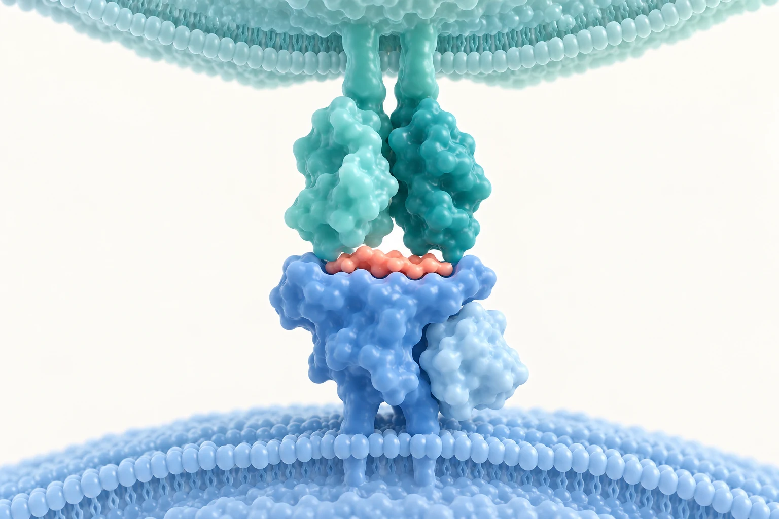 A green TCR approaches a coral target peptide presented by blue HLA between two cell membranes.